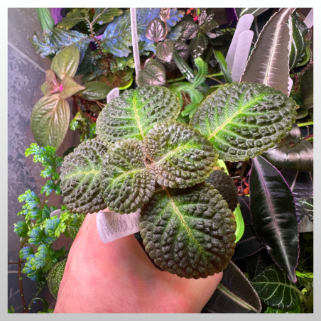 Nautilocalyx silvaticus