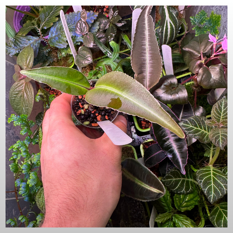 Labisia sp. Indonesia