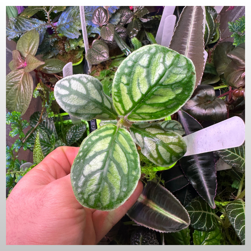 Cosmianthemum sp. Indonesia