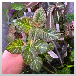 Pearcea hypocyrtiflora