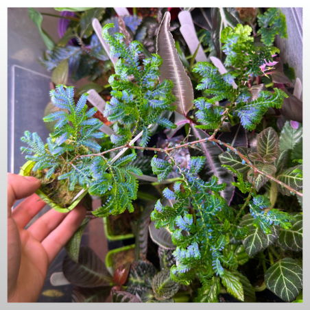 Selaginella wildenowii