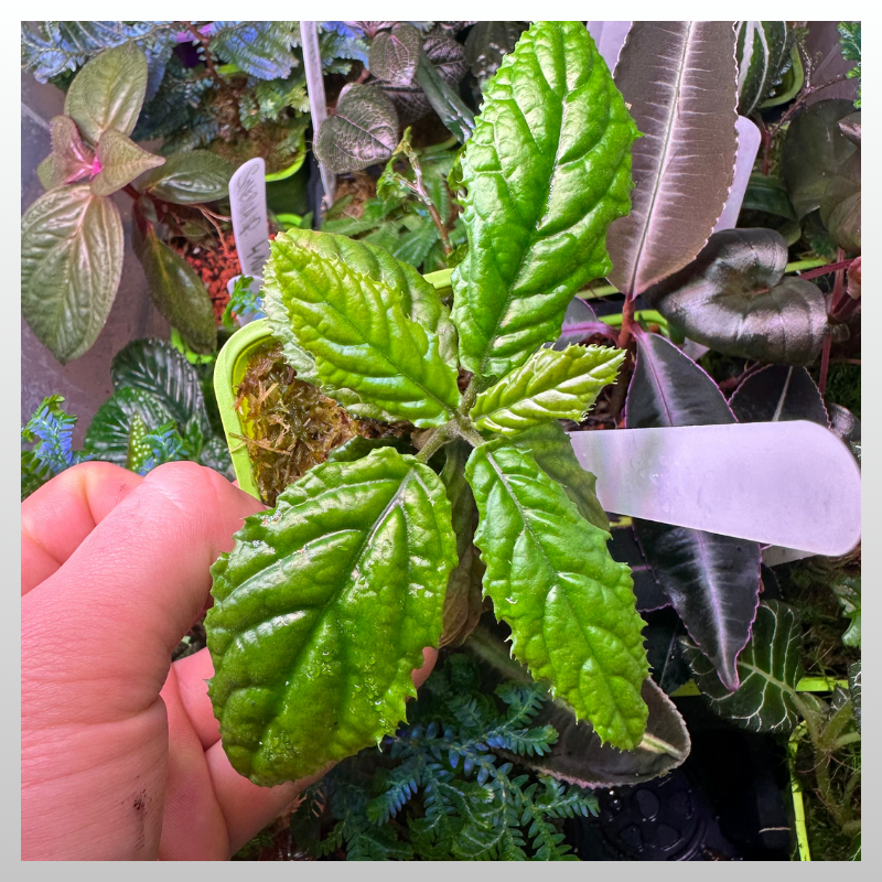 Acranthera sp. Indonesia