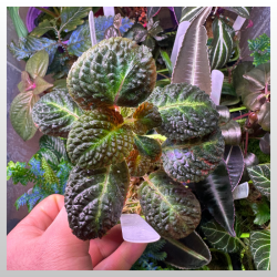 Nautilocalyx silvaticus