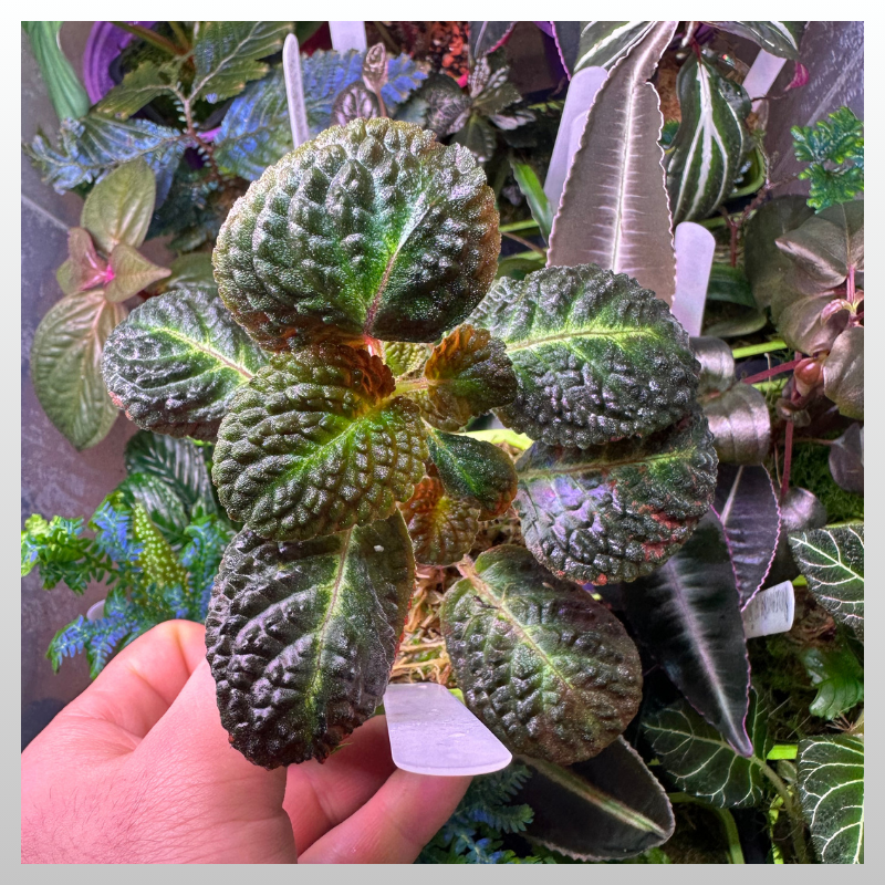 Nautilocalyx silvaticus