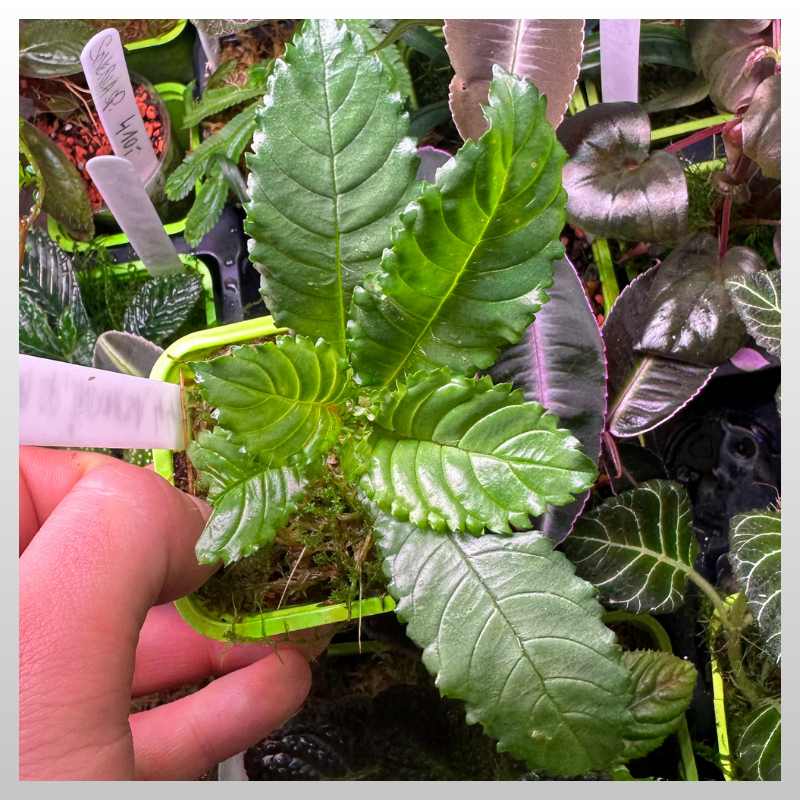 Ridleyandra sp. Indonesia