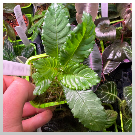 Ridleyandra sp. Indonesia