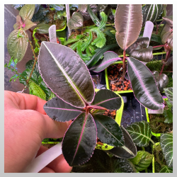 Labisia sp. Indonesia