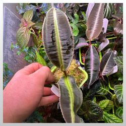 Emblemantha urnulata