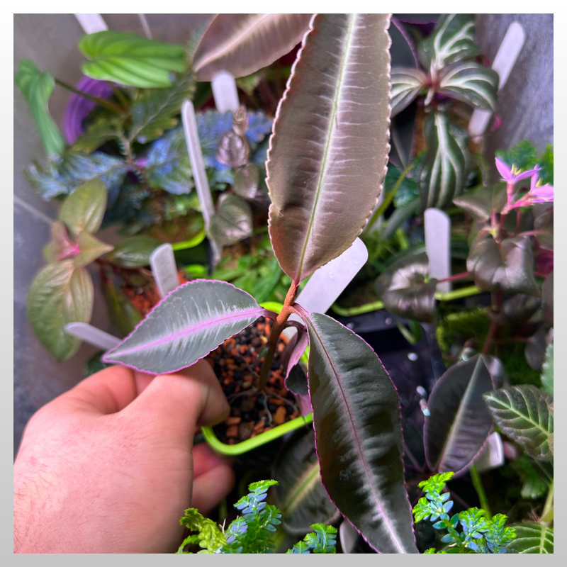 Labisia sp. Indonesia