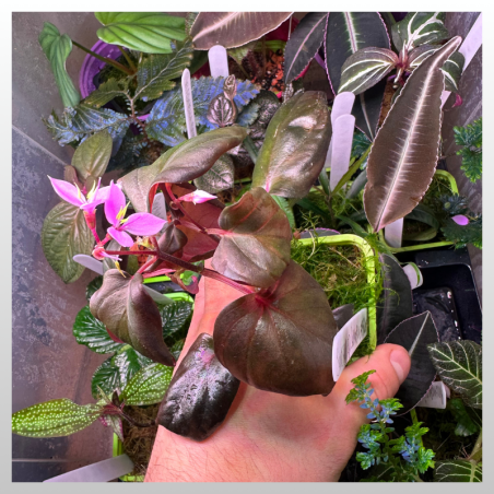 Sonerila sp. Sumatra