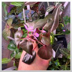 Sonerila sp. Sumatra