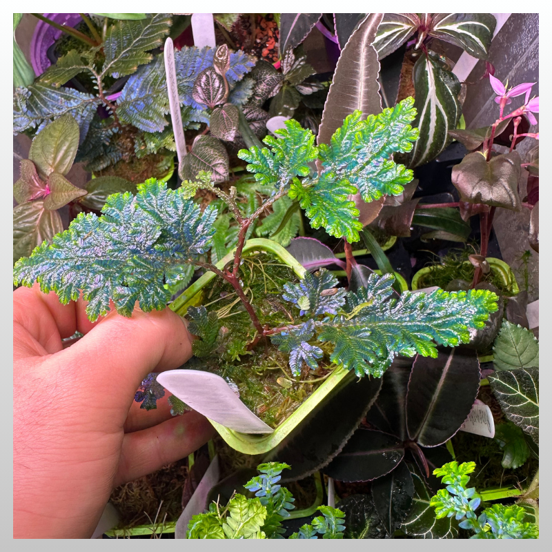 Selaginella wildenowii