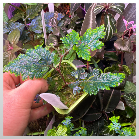 Selaginella wildenowii