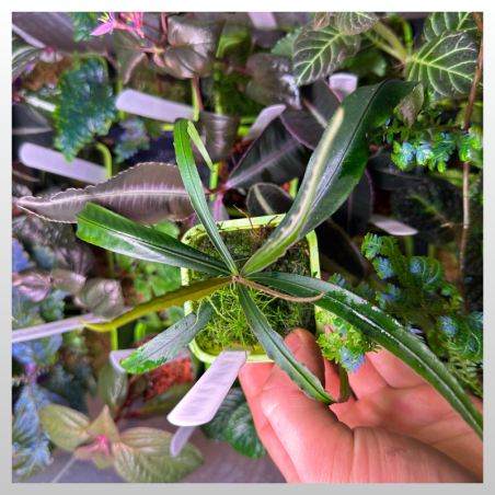 Labisia sp. Indonesia