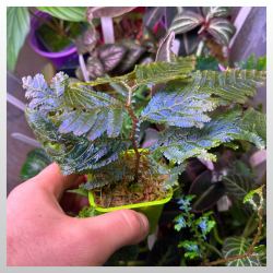 Selaginella wildenowii