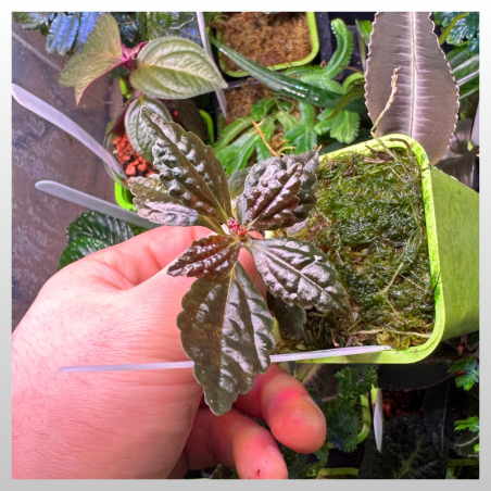 Pilea sp. Ecuador