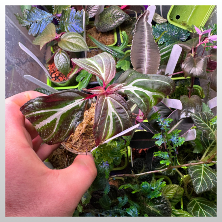 Sonerila sp. Indonesia