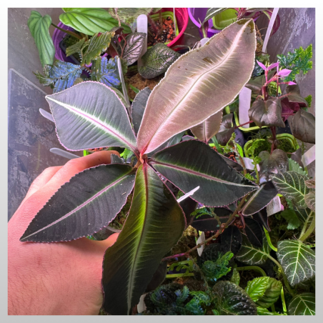 Labisia sp. Indonesia