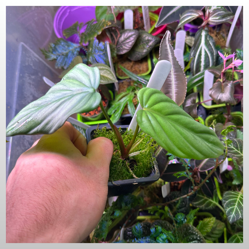 Philodendron sp. Silver peru