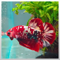 Galaxy Red Copper Plakat