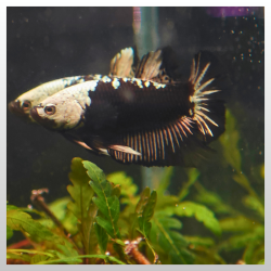 White Mask Black Samurai Plakat