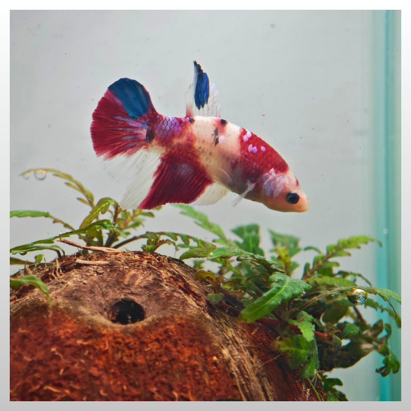 Tricolor Plakat