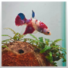 Tricolor Plakat
