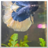 Blue Butterfly