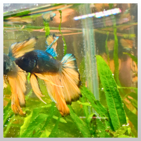 Black Mustard Halfmoon