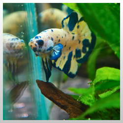 Marble Blue Dot Plakat